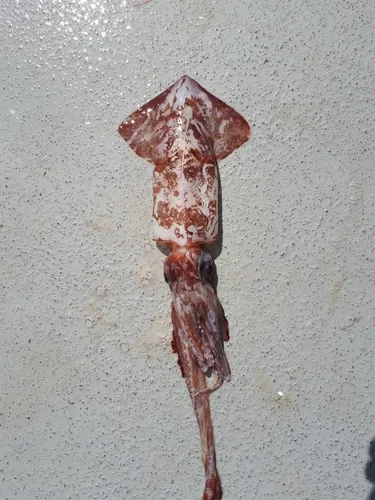 Schoolmaster Armhook Squid