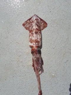 Schoolmaster Armhook Squid thumbnail 1