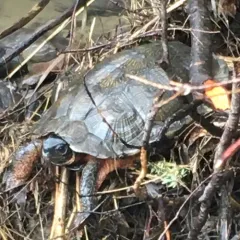 Wood Turtle thumbnail 2