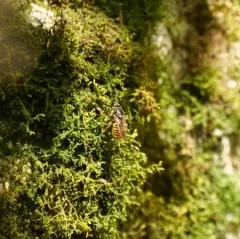 Patton's Yellowjacket Fly thumbnail 1