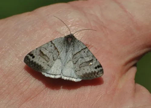 Cerulean Looper Moth