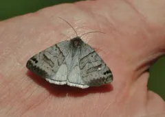 Cerulean Looper Moth thumbnail 1