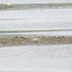 Piping Plover thumbnail 2