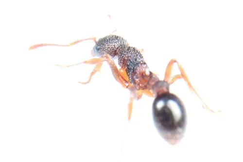 Eroded Ant