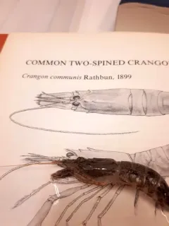 Gray Shrimp thumbnail 2