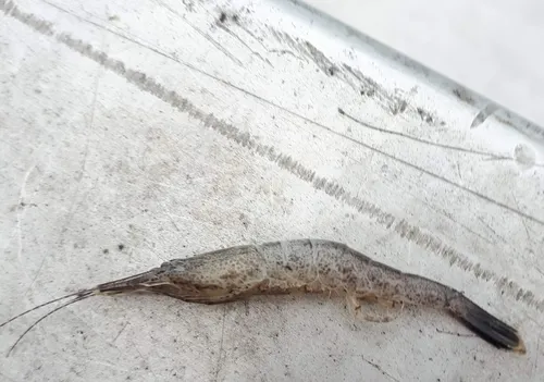 Alaska shrimp
