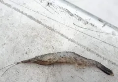Alaska shrimp thumbnail 1