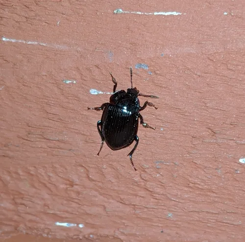 Necrophilus hydrophiloides