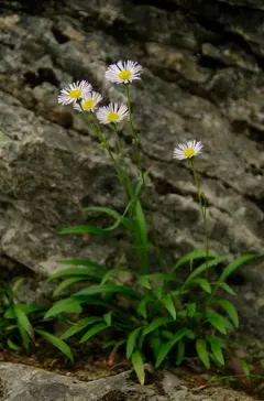Yukon Fleabane thumbnail 2