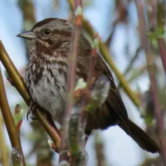 Song Sparrow thumbnail 4