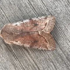 Speckled Green Fruitworm Moth thumbnail 3