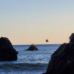 Brown Pelican thumbnail 3