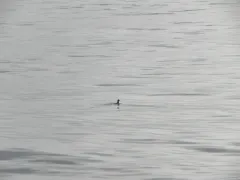 Parakeet Auklet thumbnail 3
