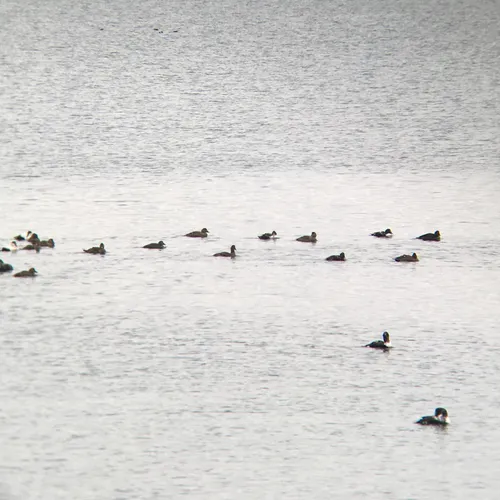 Common Eider