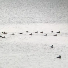 Common Eider thumbnail 1