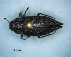 Dark Jewel Beetle thumbnail 3
