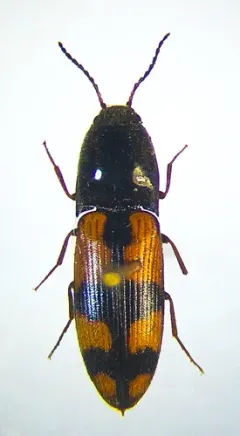 Megapenthes rogersi thumbnail 2