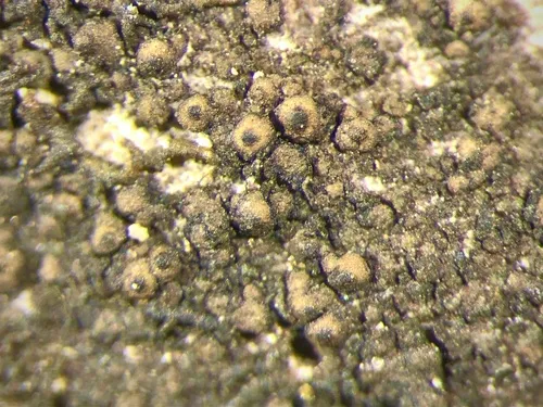 Pale-bottom Stippled Lichen