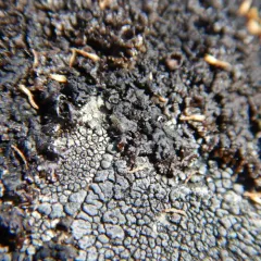 Entomobrya comparata thumbnail 4