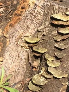 Hairy Hexagonia thumbnail 3