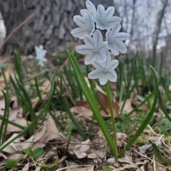striped squill thumbnail 3