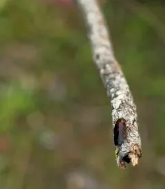 Western Wood Cockroach thumbnail 2