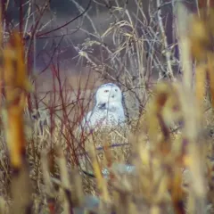 Snowy Owl thumbnail 2