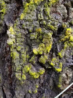 Crusty Gold-dust Lichen thumbnail 2