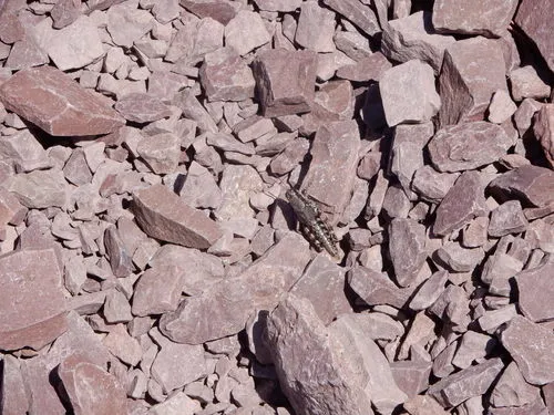 Montana Spur-throat Grasshopper