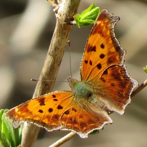 Eastern Comma