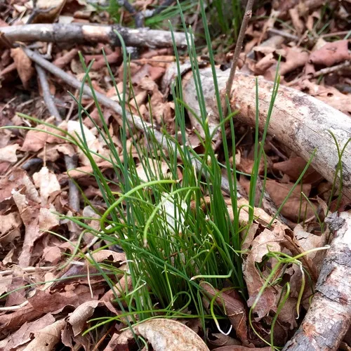 Chives