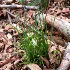Chives thumbnail 1