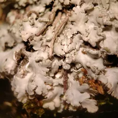 Powdered Fringe Lichen thumbnail 2