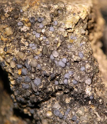 Frosted Grain-spored Lichen