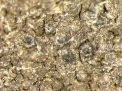 Lakezone Lichen thumbnail 1