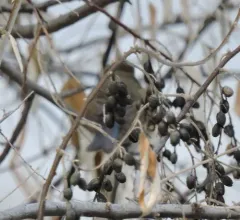 Red-flanked Bluetail thumbnail 2