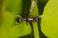 Myrmecothea myrmecoides thumbnail 2