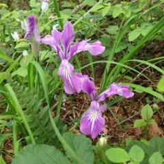 Oregon iris thumbnail 2