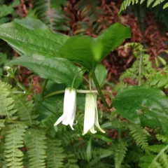largeflower fairybells thumbnail 3
