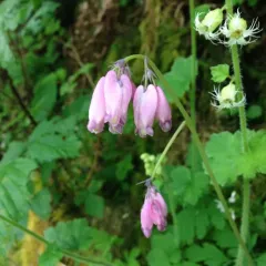 Pacific Bleeding Heart thumbnail 2