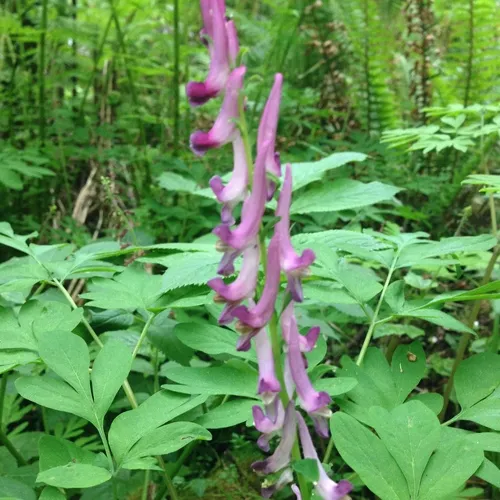 Scouler's Corydalis