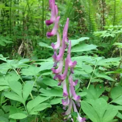 Scouler's Corydalis thumbnail 1