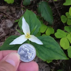 Pacific trillium thumbnail 3
