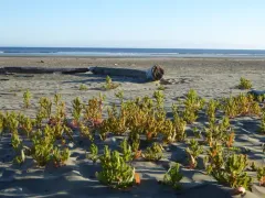 pacific golden dock thumbnail 4