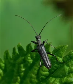 Leptalia macilenta thumbnail 3