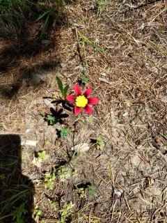 Harlequin flower thumbnail 3