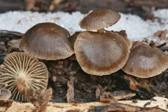 Mycena semivestipes thumbnail 1