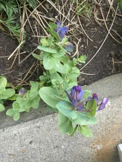Greater honeywort thumbnail 4