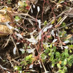 Common Whitlowgrass thumbnail 3