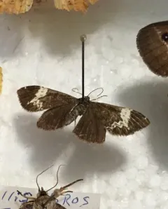 White-banded Black Moth thumbnail 3